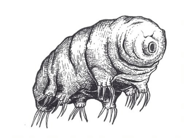 I tardigradi (primaria)
