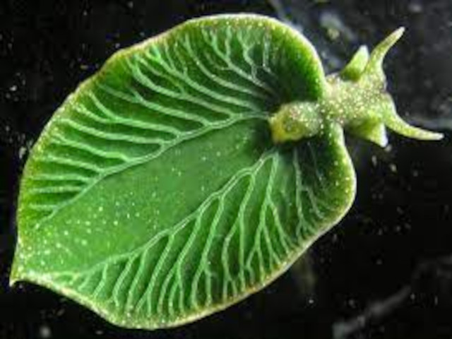 Elysia chlorotica: lumaca di mare a energia solare