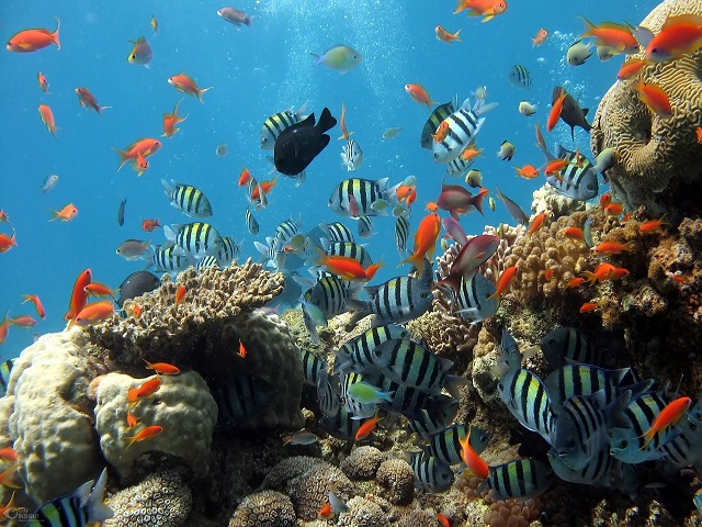 Le meraviglie della barriera corallina (primaria)